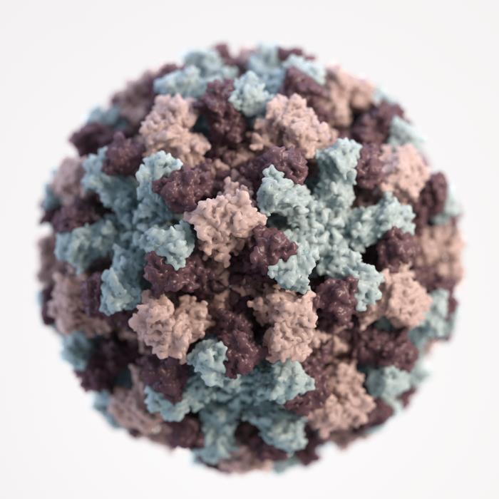 norovirus_cdc-phil