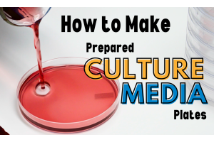 How to Make a Batch of Prepared Culture Media Petri Plates