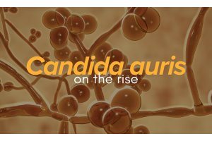 Pan-Resistant Candida auris