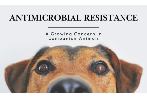 Rising Antimicrobial Resistance in Pets