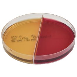 AnaeroGRO™ BBE/LKV, (Bacteroides Bile Esculin Agar/Laked Sheep Blood, Kanamycin, and Vancomycin), Prereduced Culture Media