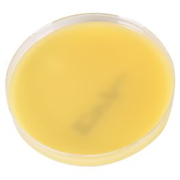 AnaeroGRO™ Egg Yolk Agar, Modified