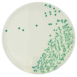 HardyCHROM™ Candida, for C. tropicalis, krusei, & albicans ID, Chromogenic, 100mm Plate