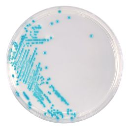 HardyCHROM™  ECC (E. coli and Coliforms), Chromogenic Medium