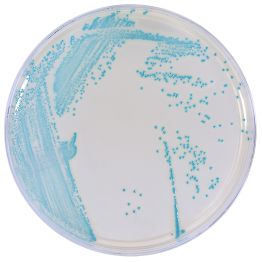 HardyCHROM™  Listeria, Chromogenic Medium