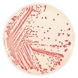 HardyCHROM™  Campylobacter, Chromogenic Medium