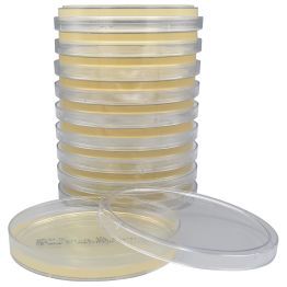 LB (Lennox L) Agar with Ampicillin