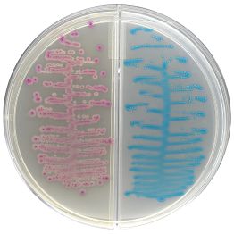 HardyCHROM™ Urine Biplate (HUrBi™),  Separates Gram + and -, Chromogenic BiPlate