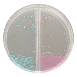 HardyCHROM™ MRSA/Staph aureus, Chromogenic Media BiPlate