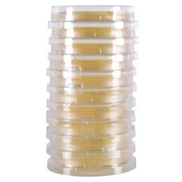 LokTight™ Sabouraud Dextrose (SabDex) Agar, 15x65mm Contact Plate 