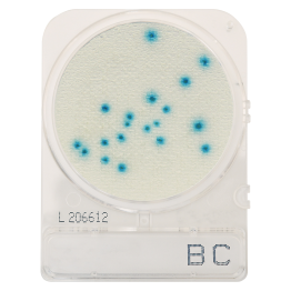 CompactDry™ Bacillus cereus (BC), for colony counts