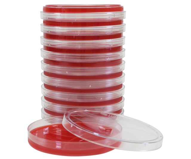 Blood Agar Plate, 5% Sheep Blood in Tryptic Soy Agar (TSA) Base