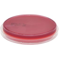 AnaeroGRO™ Brucella with Hemin and Vitamin K (BRU), Anaerobe Agar