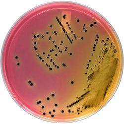 HardyCHROM™ SS NoPRO (Salmonella & Shigella), Inhibits Proteus, Chromogenic,100mm Plate