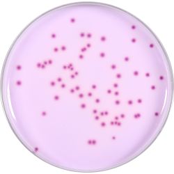 HardyCHROM™ Bcc, (Burkholderia cepacia complex), Chromogenic, USP <60>