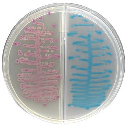 HardyCHROM™ Urine Biplate (HUrBi™),  Separates Gram + and -, Chromogenic BiPlate