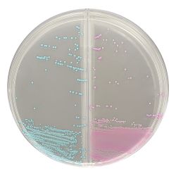 HardyCHROM™ MRSA/Staph aureus, Chromogenic Media BiPlate