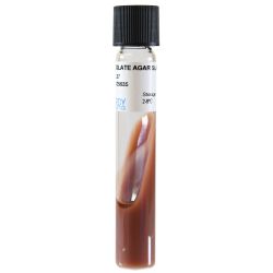 Chocolate Agar Slant, 5.5ml