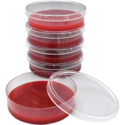 BHI Agar Plate with 5% Sheep Blood, 37ml