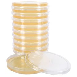 Malt Extract Agar Plate