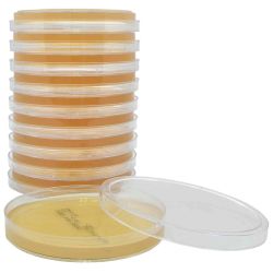 SterEM™ Sabouraud Dextrose Agar (SabDex) with Lecithin and Tween 80, USP, Irradiated, Triple Bagged