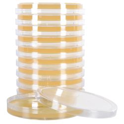 Sabouraud Dextrose Agar (SabDex) with Chloramphenicol and Gentamicin