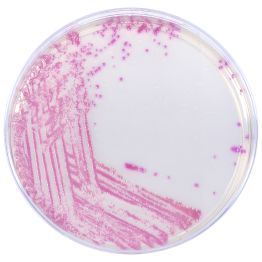 HardyCHROM™ MRSA (methicillin resistant Staphylococcus aureus), Chromogenic
