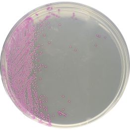HardyCHROM™ Staphylococcus aureus, Chromogenic Medium