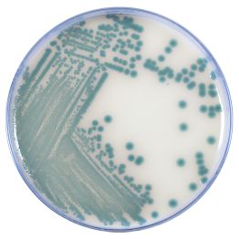 HardyCHROM™  Vibrio, Chromogenic Medium
