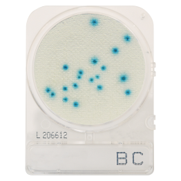 CompactDry™ Bacillus cereus (BC), for colony counts, 100 plates