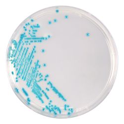 HardyCHROM™  ECC (E. coli and Coliforms), Chromogenic Medium