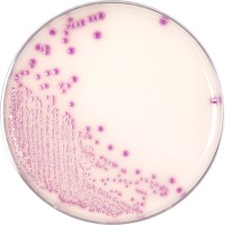 HardyCHROM™  O157 (E. coli O157), Chromogenic Medium