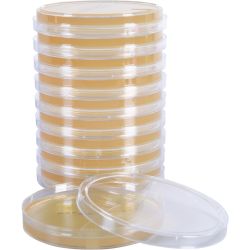 SterEM™ Tryptic Soy Agar (TSA) with Lecithin and Tween® 80, USP, Irradiated, Triple Bagged, 26ml