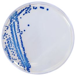 HardyCHROM™ ESBL (Extended Spectrum Beta Lactamase), Chromogenic Medium