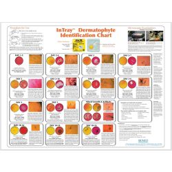 Large DM Wall Chart, 22 x 28 inches
