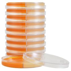 Sabouraud Dextrose Agar (SabDex) with Chloramphenicol and Gentamicin / DTM (Dermatophyte Test Media), Biplate