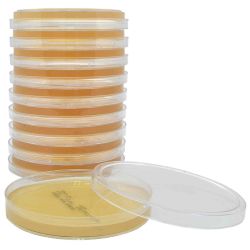 SterEM™ Sabouraud Dextrose Agar (SabDex Agar), USP, Irradiated, Triple Bagged