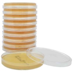 SterEM™ Sabouraud Dextrose Agar (SabDex) w/Lecithin and Tween® 80, USP, Irradiated, Triple Bagged