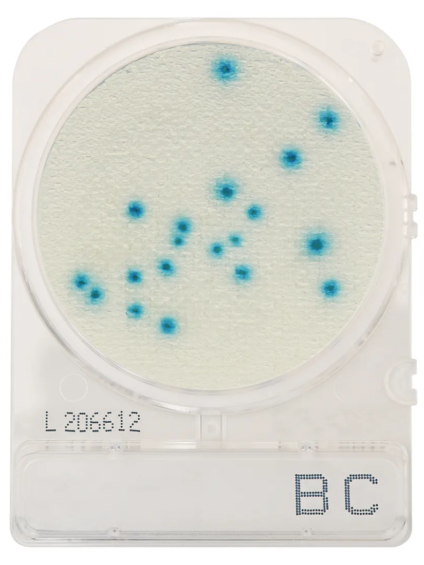 CompactDry™ Bacillus cereus (BC) (Cat. no. XBC100)