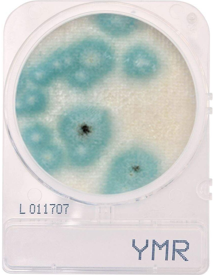 CompactDry™ Yeast/Mold Rapid (YMR)