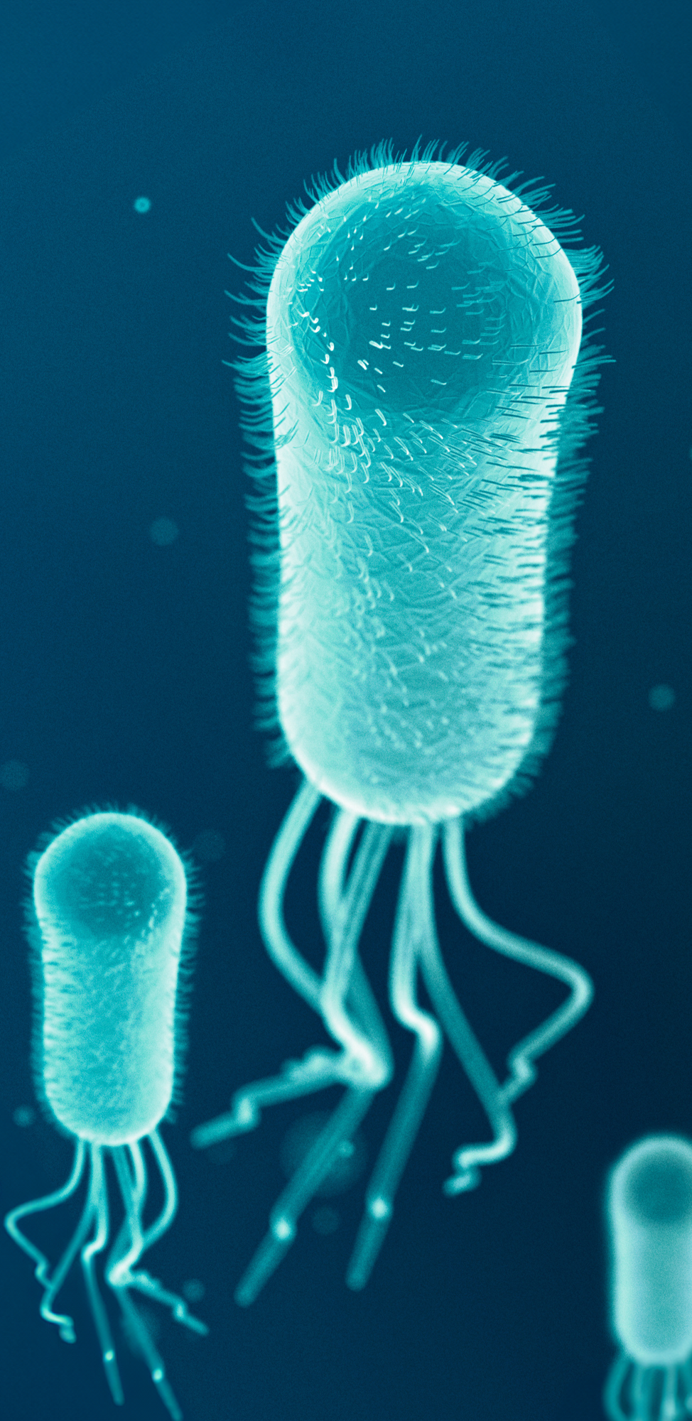 e. coli