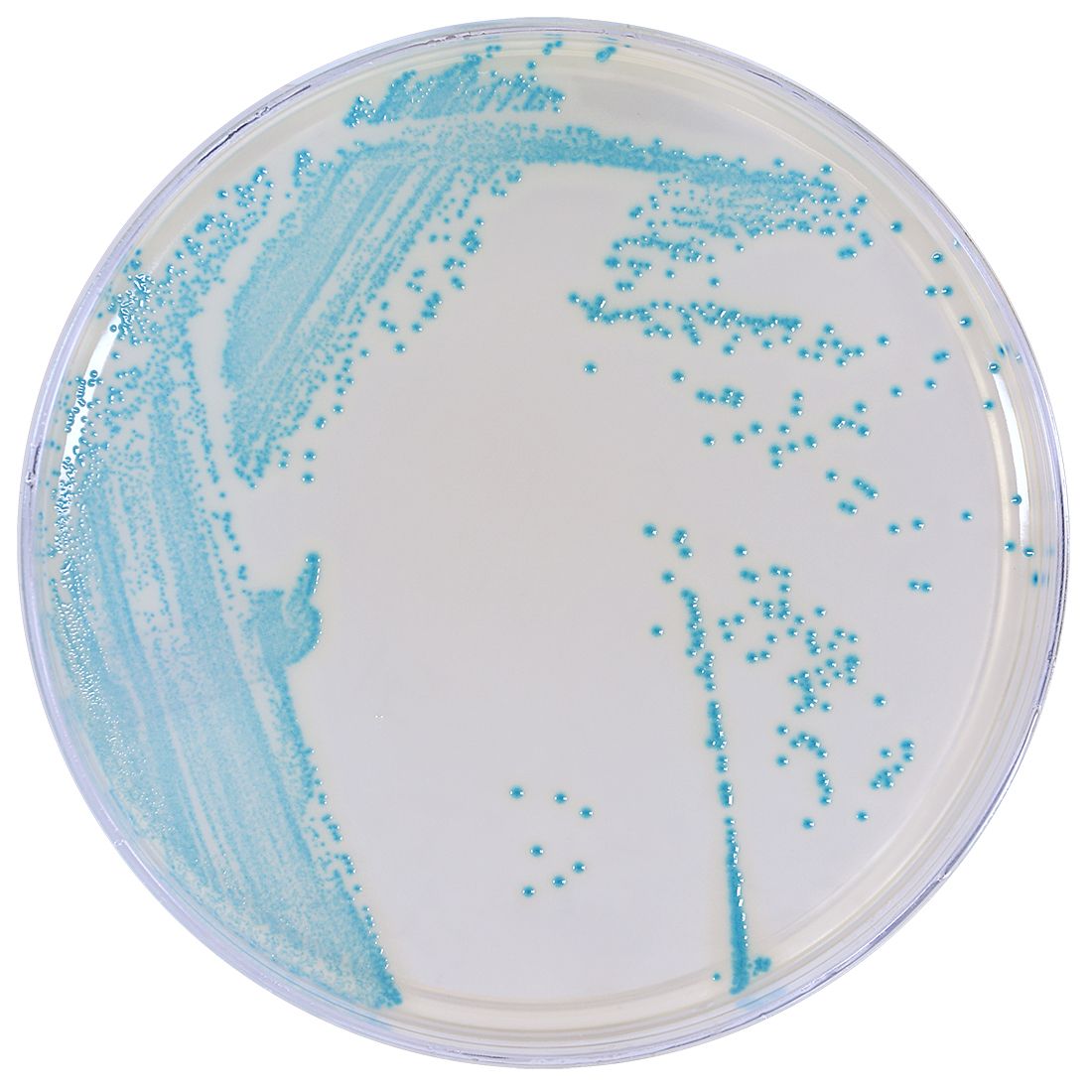 HardyCHROM™ Listeria, Chromogenic Medium