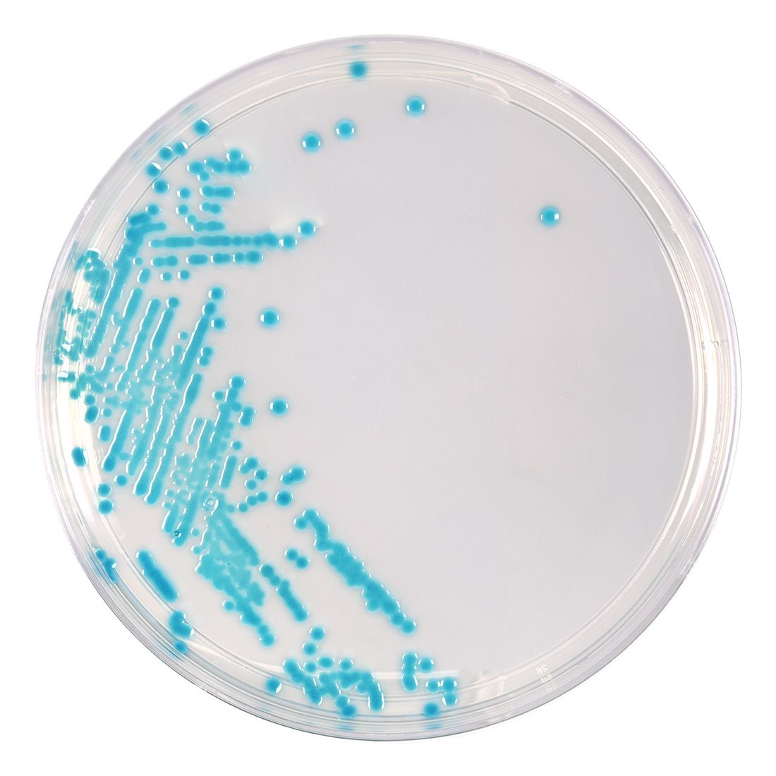 HardyCHROM™ ECC (E. coli and Coliforms), Chromogenic Medium