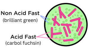 non_acid-fast_stains_green_2__1