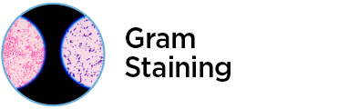 gram-staining_2